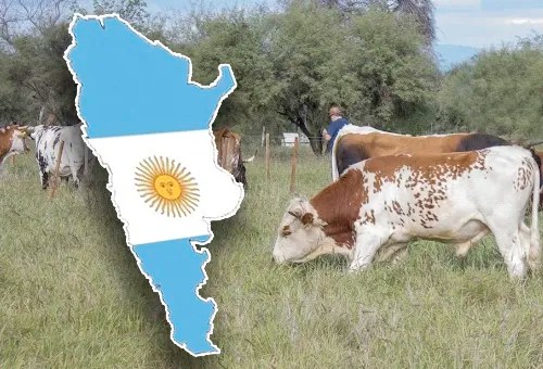 Ganaderia argentina: recuperacion en mayo con mejora de pesos de carcasa
