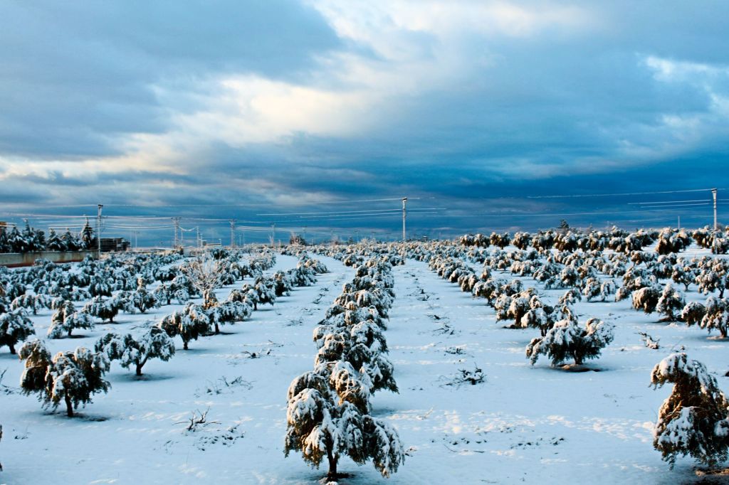 Onda polar inminente: riesgo de heladas en amplias zonas de producción