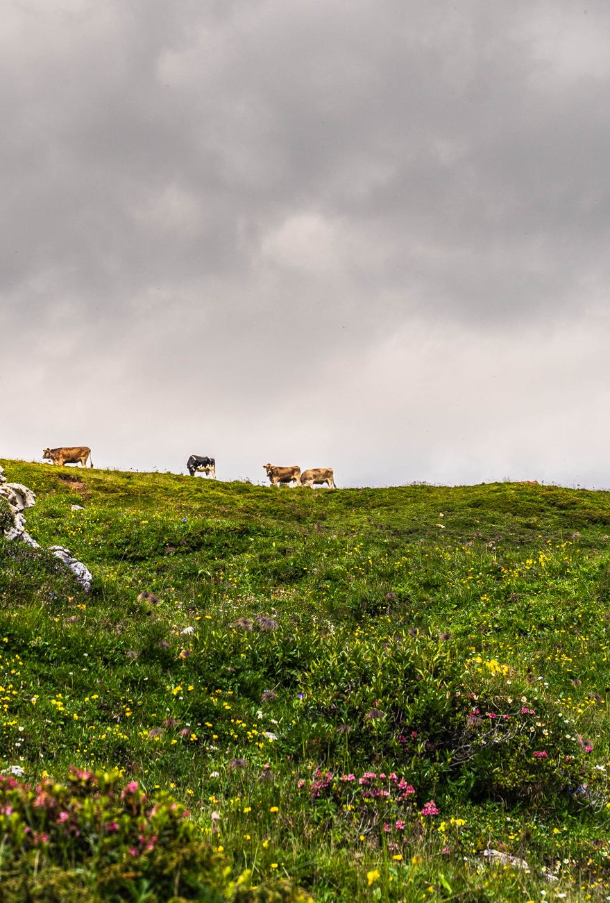 Carne argentina: productores e industriales buscan&nbsp;acuerdos