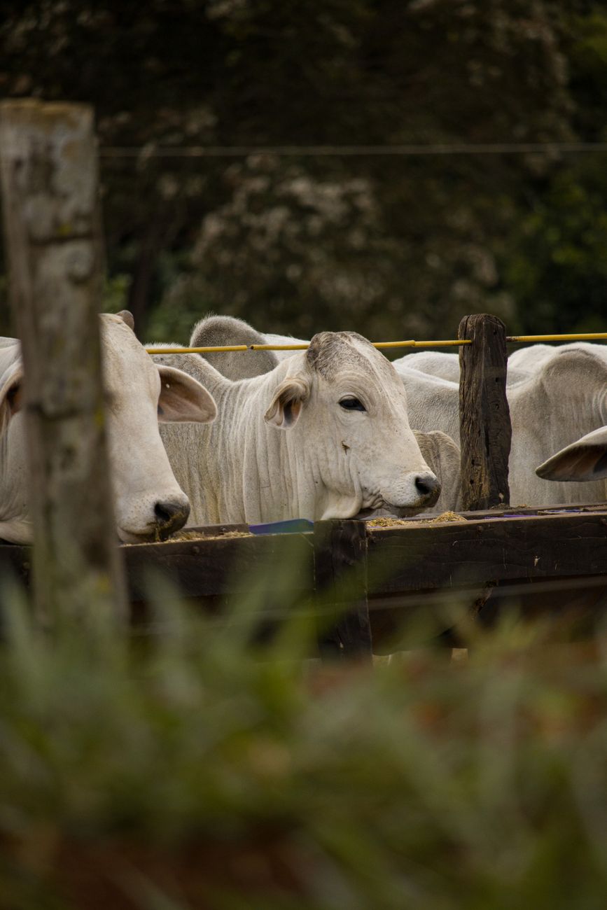 Braford de Cordoba brilla con dos Grandes Campeones en Expo&nbsp;Rural
