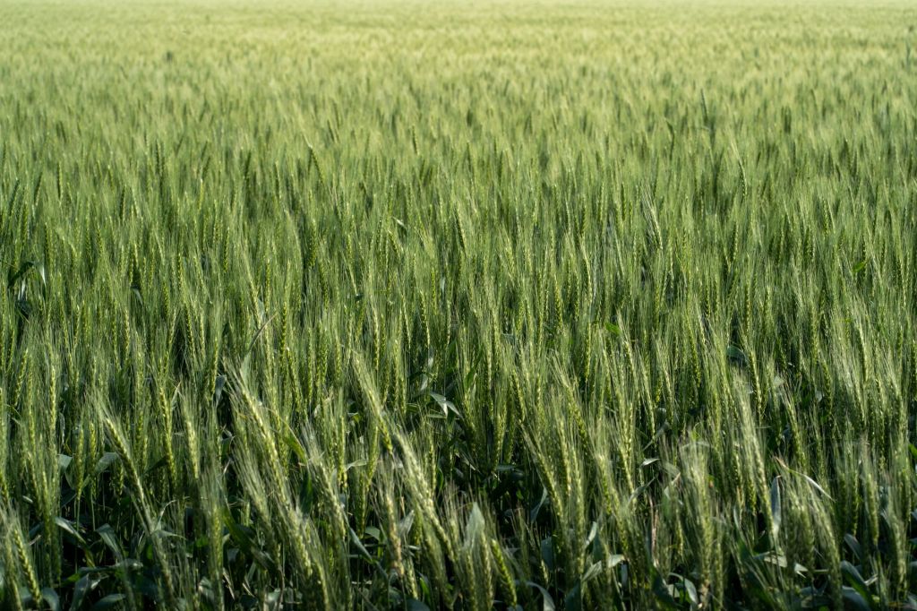 Cuatro décadas de agricultura: de la necesidad al emporio&nbsp;diversificado