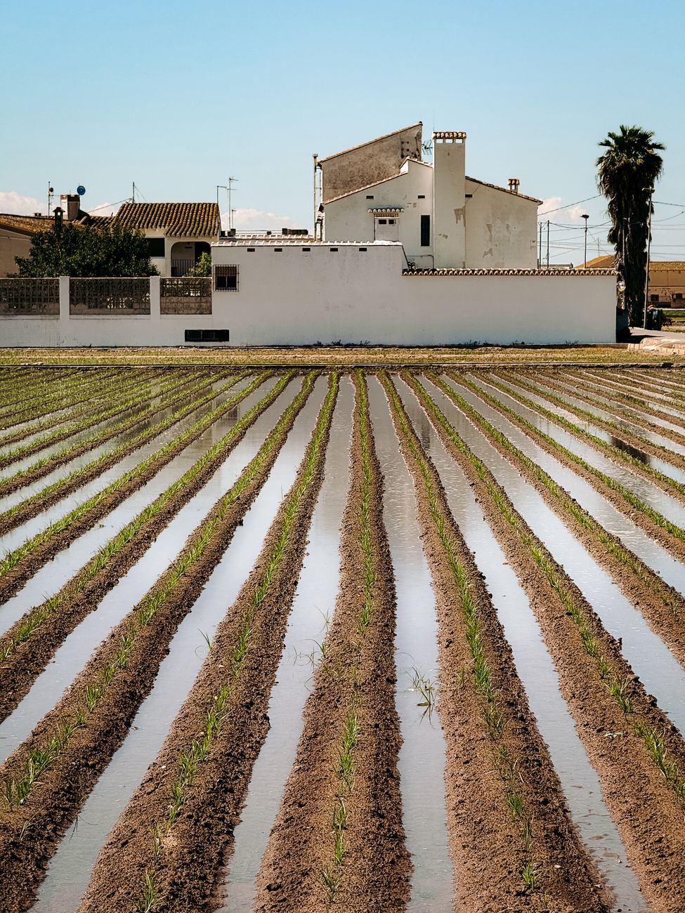 Una solucion integral: riego por surco potencia maiz y desagota campos en Corrientes