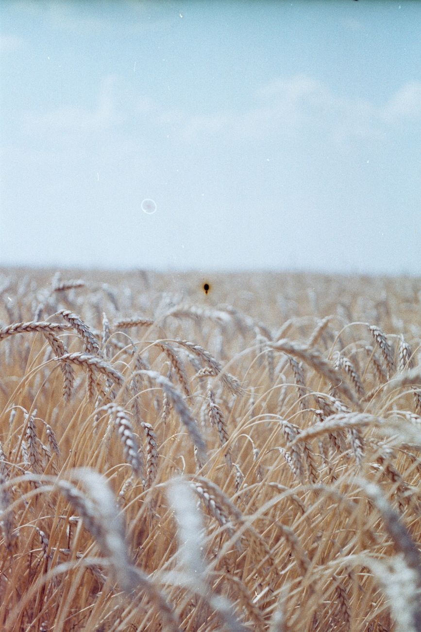 Expectativa de acuerdo Rusia-EE.UU. derrumba cotizaciones&nbsp;agrícolas